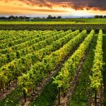 Farm_Ranch_Vineyard_Rows